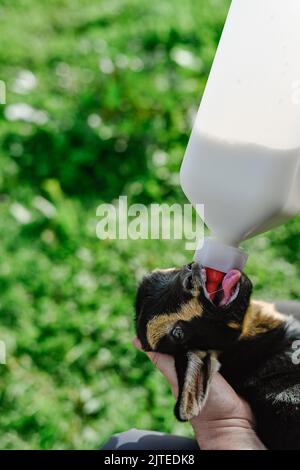 Cultivez la personne qui nourrit la petite chèvre avec du lait à la ferme Banque D'Images