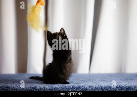 Gros plan d'un adorable chaton secouru sur une surface en tissu bleu Banque D'Images