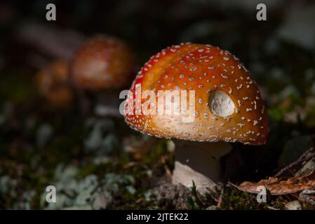 Amanita muscaria, mouche agarique ou mouche amanita, tabouret sauvage dans la forêt d'automne, fond d'automne nature, champignon rouge tacheté blanc Banque D'Images