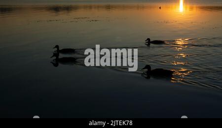 Les canards nagent sur le lac au coucher du soleil Banque D'Images