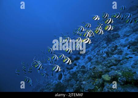 Scolarisation les langerfets (Heniochus diphreutes), l'atoll sud-masculin, les Maldives, l'océan Indien, l'Asie Banque D'Images