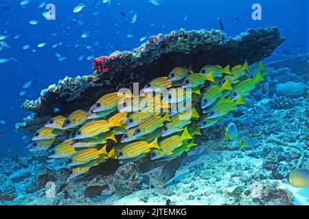 Sneppers à feuilles de bleu (Lutjanus kasmira), école sous un corail de table, Maldives, océan Indien, Asie Banque D'Images