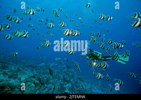 Plongée plongeur regarde une école de Bannerfets (Heniochus diphreutes), South Male Atoll, Maldives, Océan Indien, Asie Banque D'Images