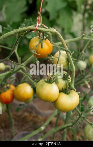 Les tomates mûrissent sur les branches dans une serre Banque D'Images