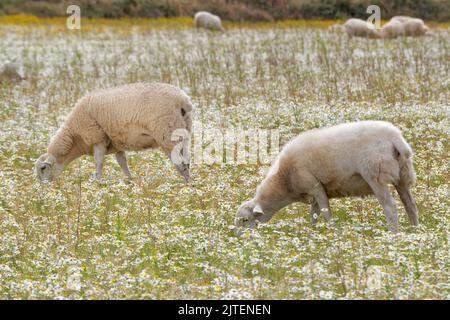 Brebis domestiques (Ovis aries) broutant les prairies côtières parmi la population dense de la mayonnaise sans Scentless (Tripleurospermum inodorum), Pembrokeshire, pays de Galles, Royaume-Uni, août Banque D'Images