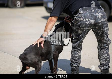 Bucarest, Roumanie - 30 août 2022: Un officier des douanes roumaines forme un chien de service pour détecter des drogues et des munitions près d'une voiture pendant un exercice Banque D'Images