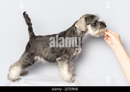 Un chiot schnauzer debout mange un régal des mains d'un maître. Portrait d'un chiot en gros plan sur un arrière-plan léger. Nourriture pour chiens. Formation, obe Banque D'Images