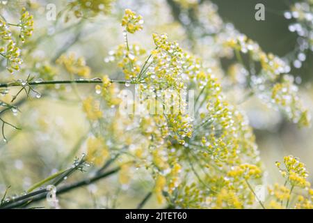 gouttes de pluie sur les fleurs de fenouil Banque D'Images