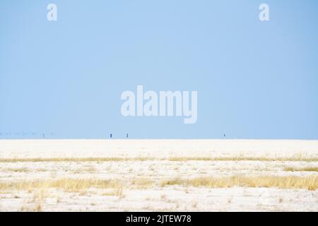 Paysage désertique du lac salé dans le parc national d'Etosha. Namibie, Afrique Banque D'Images