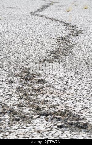 Pistes d'un éléphant traversant une zone de boue d'argile fissurée qui est séchée dans un lac. Parc national d'Etosha, Namibie, Afrique Banque D'Images