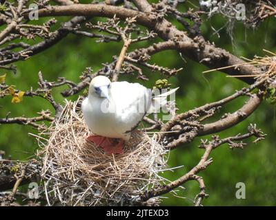 Atoba, oiseau libre trouvé sur l'île de Fernando de Noronha, côte brésilienne, état de Pernambuco, Brésil, août, 2022 Banque D'Images