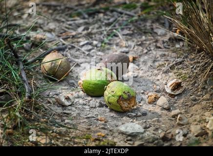 Quatre noix de noyer sauvage, carya, qui se trouvent sur le fond d'un sentier forestier après avoir été égratigné par des écureuils à la fin de l'été ou à l'automne, Lancaster, Pennsylvanie Banque D'Images