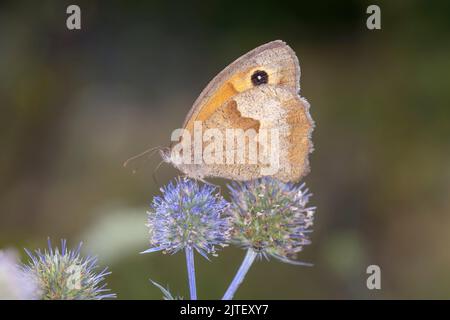 Grand oeil-d'Ox - Maniola Jurtina suce le Nectar avec son Proboscis de la fleur de l'Homme-Trefroil de feuilles - Eryngium Palmatum Banque D'Images