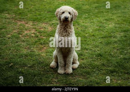 Un adorable chien doux de Labradoodle assis sur l'herbe verte dans la cour Banque D'Images