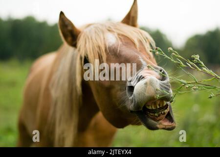 chevaux brun arabe dans le champ Banque D'Images