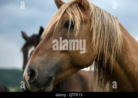 chevaux brun arabe dans le champ Banque D'Images