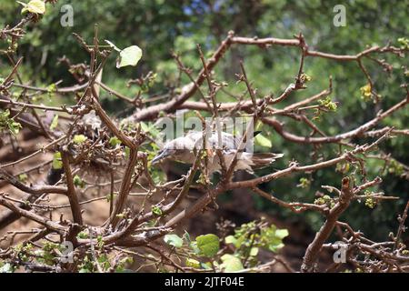 Atoba, oiseau libre trouvé sur l'île de Fernando de Noronha, côte brésilienne, état de Pernambuco, Brésil, août, 2022 Banque D'Images