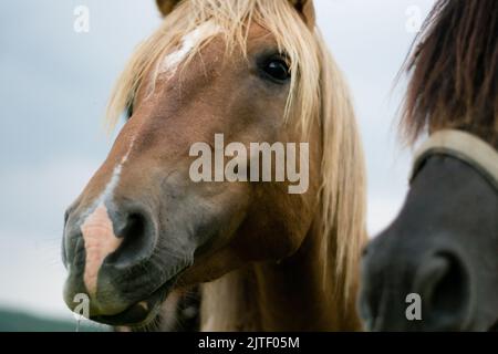 chevaux brun arabe dans le champ Banque D'Images