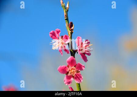 Pink Prunus tenella 'Fire Hill' (Dwarf Russian Almond) fleurs au château de Sizergh et jardin près de Kendal, Lake District National Park, Cumbria, Angleterre Banque D'Images