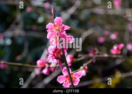 Pink Prunus tenella 'Fire Hill' (Dwarf Russian Almond) fleurs au château de Sizergh et jardin près de Kendal, Lake District National Park, Cumbria, Angleterre Banque D'Images