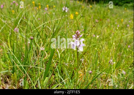 Gros plan des orchidées tachetées communes (Dactylorhiza fuchsii) fleurs fleurs sauvages croissant dans la zone humide de tourbière en été Angleterre Royaume-Uni Grande-Bretagne Banque D'Images