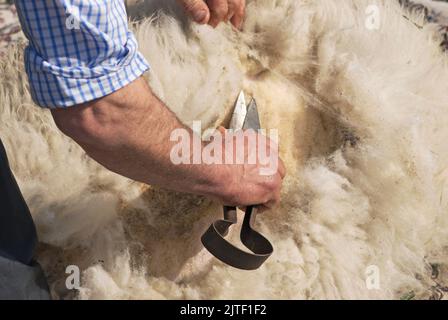 cisaillement des moutons à l'aide de cisailles Banque D'Images