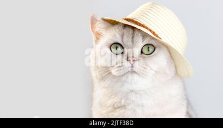 Portrait d'un chat blanc mignon, assis dans un chapeau de paille, sur un fond blanc Banque D'Images