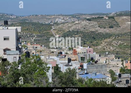 PALESTINE, Jenin, village Anza, oliveraie / PALÄSTINA, Jenin, Dorf Anza, Oliven Anbau Banque D'Images