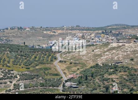 PALESTINE, Jenin, village Anza, oliveraie / PALÄSTINA, Jenin, Dorf Anza, Oliven Anbau Banque D'Images