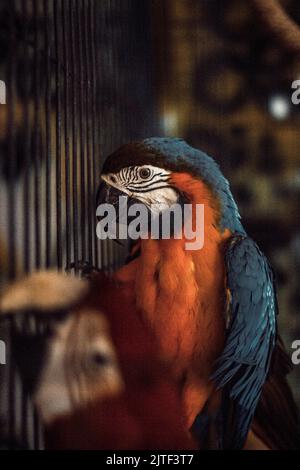 Une mise au point sélective d'un macaw bleu et or suspendu sur les barres métalliques de la cage avec un arrière-plan flou Banque D'Images