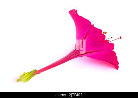 Fleur rose de quatre heures isolée sur fond blanc Banque D'Images