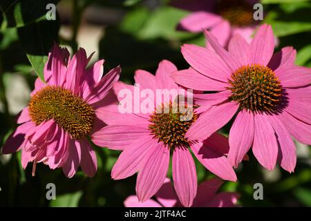 Echinacea Purpurea Violet conefellower fasciation mutation de la tête de fleur dans le jardin d'été avec d'autres fleurs normales Banque D'Images