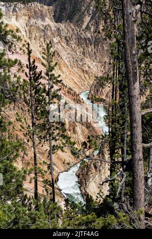 Grand Canyon du Yellowstone vu de North Rim's Lookout point, parc national de Yellowstone, Wyoming, États-Unis Banque D'Images