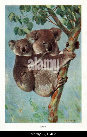 La mère de Koala et sa progéniture s'accrochent à un Eucalyptus : une paire de marsupiaux australiens qui mangent des plantes, représentée dans un rare imprimé chromolithographique allemand du début de 1900s d'une peinture de l'artiste de la faune, Karl Ludwig Hartig (1879-1947). Numérisation haute résolution exclusive d’une plaque d’édition originale illustrant l’édition (1911-18) 4th de Brehms Tierleben (la vie animale de Brehm). Banque D'Images