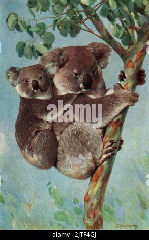 La mère de Koala et sa progéniture s'accrochent à un Eucalyptus : une paire de marsupiaux australiens qui mangent des plantes, représentée dans une impression de chromolithographie allemande sans bordure du début de 1900s d'une peinture de l'artiste de la faune, Karl Ludwig Hartig (1879-1947). Numérisation haute résolution exclusive d’une plaque d’édition originale illustrant l’édition (1911-18) 4th de Brehms Tierleben (la vie animale de Brehm). Banque D'Images