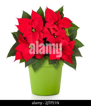 Plante de poinsettia rouge dans un vase vert isolé sur blanc Banque D'Images