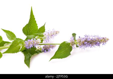 Fleurs bleues géantes d'hyssop isolées sur blanc Banque D'Images