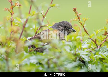 Dunnock (Prunella modularis) avec des insectes de la mouche verte dans son bec dans un hedgerow prêt à donner de la nourriture jeune, la faune britannique Banque D'Images