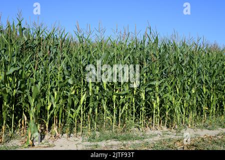 Tiges de maïs cultivé sous un ciel bleu dans un champ sec de la vallée de Snoqualmie dans l'État de Washington Banque D'Images