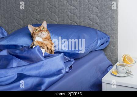 Un chat avec un mouchoir d'un froid dans ses pattes. Traitement du rhume et de la grippe. Banque D'Images