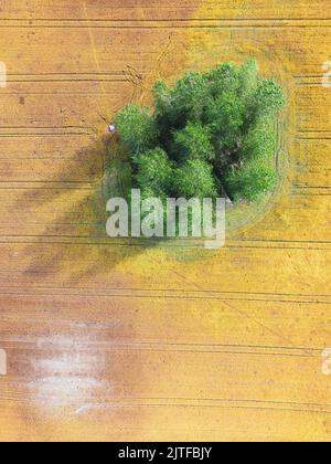 Vue aérienne d'un seul arbre dans un champ agricole plein de blé. Terres agricoles utilisées pour la culture vues d'en haut. Banque D'Images