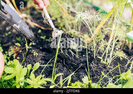 Fermer l'ail fraîchement creusé dans la main de fermier. Employé ramassant la racine de la plante dans le jardin. Récolte de légumes. Agriculture, alimentation biologique naturelle et saine Banque D'Images