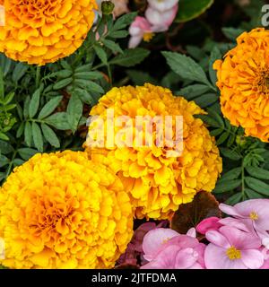 Dorking Surrey Hills, Londres, Royaume-Uni, 20 août 2022, gros plan d'Un groupe de plantes Marigold Banque D'Images