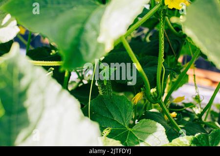 Concombre croissant et sa fleur accrochée à la branche. Gros plan sur les plantes de concombre à foyer sélectif. Croissance et floraison organiques de légumes de serre. Agricult Banque D'Images