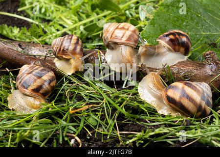 Cinq grands escargots de raisin Helix pomatia vivent dans la forêt sur l'herbe. Banque D'Images