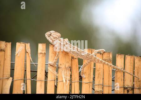 Belle chameleon bébé sur panneau de barrière de haies sous le soleil Banque D'Images