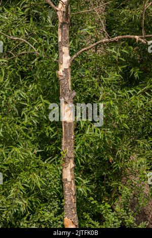 Un arbre mort perd son écorce devant une forêt verte, l'Allemagne Banque D'Images