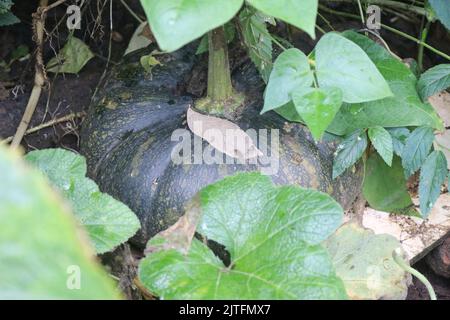 Grand potiron vert poussant sur la plante. Citrouille biologique cultivée dans le jardin de la maison Banque D'Images