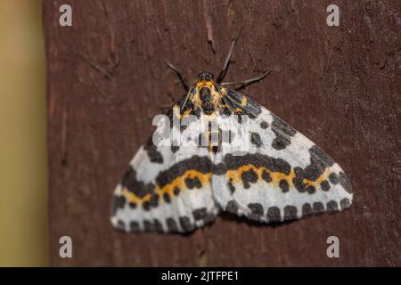 Moth Magpie, (Abraxas grossulariata), Inverurie, Aberdeenshire, Écosse, ROYAUME-UNI Banque D'Images