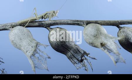 Gros plan de la petite mante de prière se trouve sur une branche d'arbuste sèche sur fond bleu ciel. La mante de prière de Crimée (Ameles heldreichi) femelle. Prise de vue macro Banque D'Images